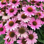 Echinacea Pearl Light Pink Jeżówka-Rośliny od Ogrodnika Szkółka Barcikowscy