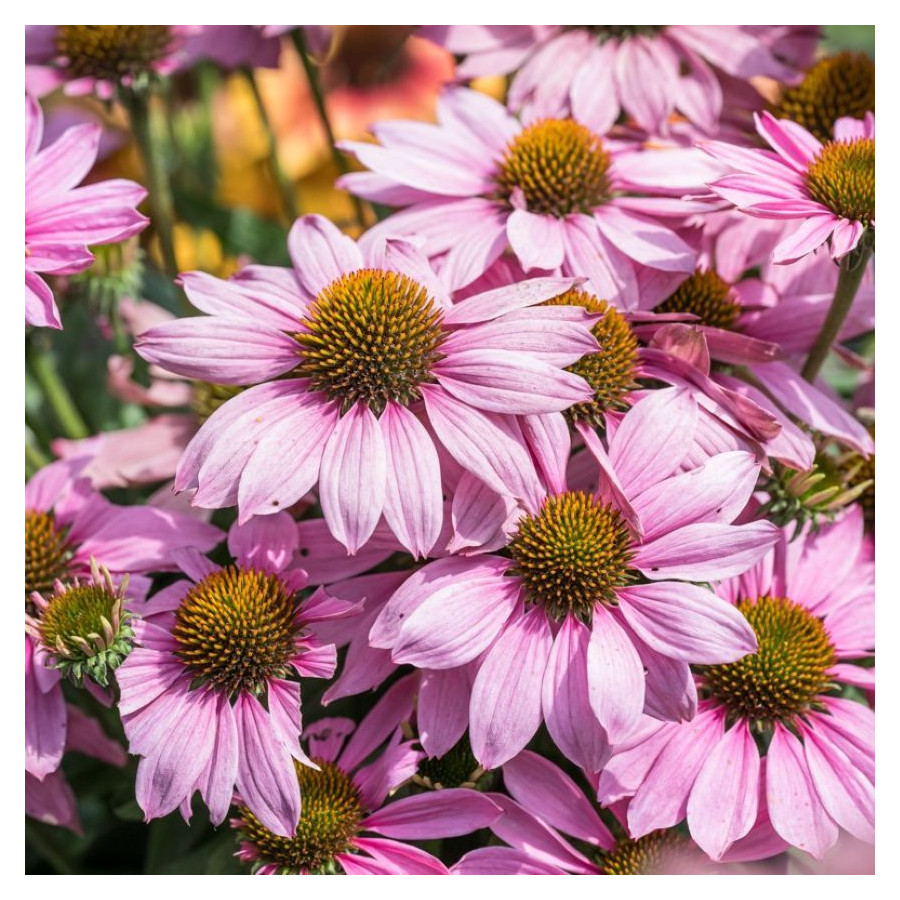 Echinacea Pearl Light Pink Jeżówka-Rośliny od Ogrodnika Szkółka Barcikowscy