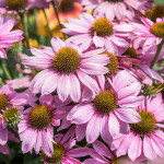 Echinacea Pearl Light Pink Jeżówka-Rośliny od Ogrodnika Szkółka Barcikowscy