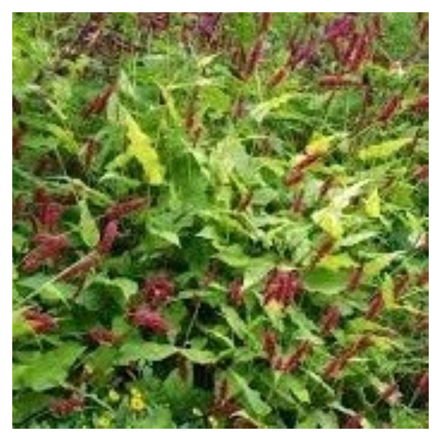 Persicaria microcephala Red Dragon Rdest-Rośliny od Ogrodnika Szkółka Barcikowscy