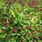 Persicaria microcephala Red Dragon Rdest-Rośliny od Ogrodnika Szkółka Barcikowscy