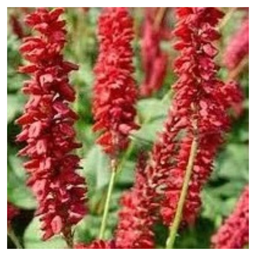 Persicaria microcephala Red Dragon Rdest-Rośliny od Ogrodnika Szkółka Barcikowscy