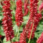 Persicaria microcephala Red Dragon Rdest-Rośliny od Ogrodnika Szkółka Barcikowscy