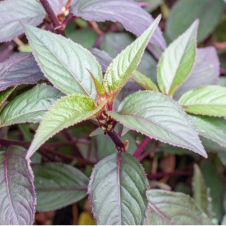 Persicaria microcephala Red Dragon Rdest-Rośliny od Ogrodnika Szkółka Barcikowscy