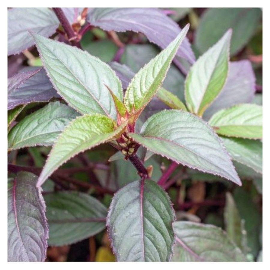 Persicaria microcephala Red Dragon Rdest-Rośliny od Ogrodnika Szkółka Barcikowscy