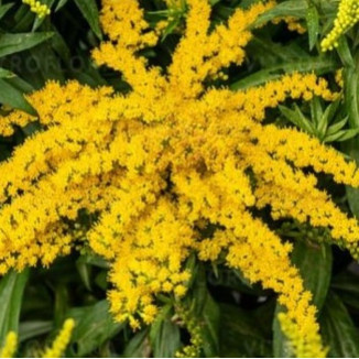 Solidago hybrida Golden Dwarf Nawłoć-Rośliny od Ogrodnika Szkółka Barcikowscy