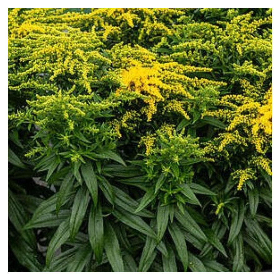 Solidago hybrida Golden Dwarf Nawłoć-Rośliny od Ogrodnika Szkółka Barcikowscy