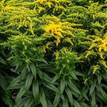 Solidago hybrida Golden Dwarf Nawłoć-Rośliny od Ogrodnika Szkółka Barcikowscy