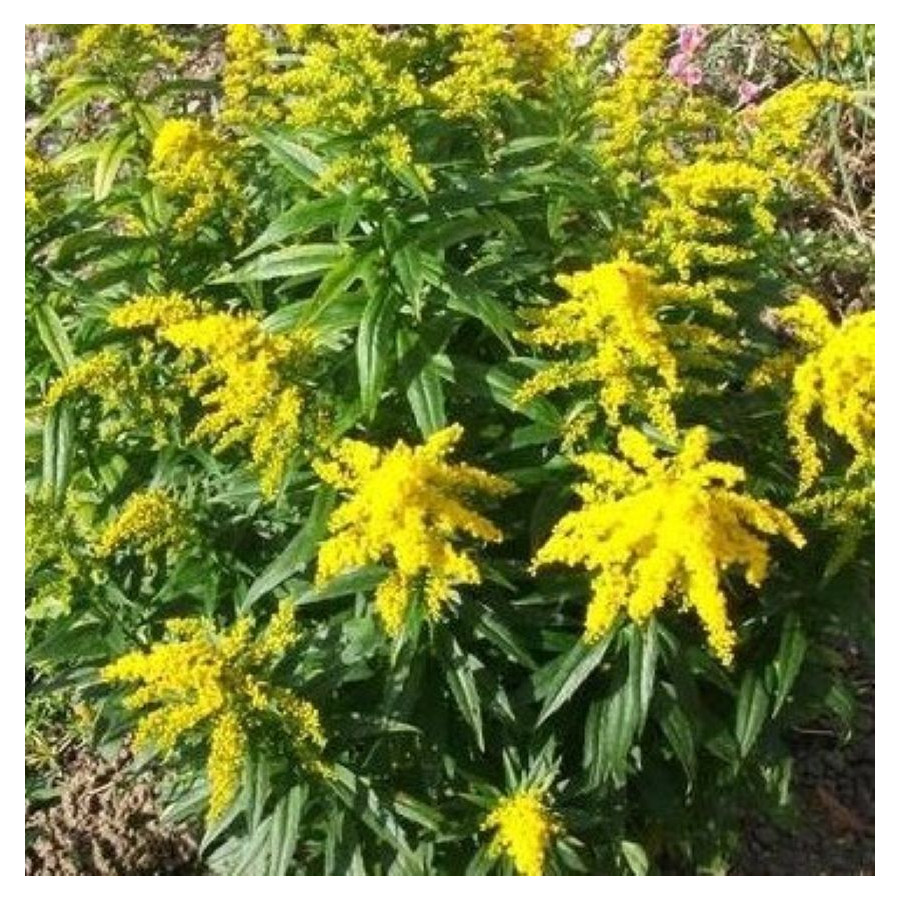 Solidago hybrida Golden Dwarf Nawłoć-Rośliny od Ogrodnika Szkółka Barcikowscy