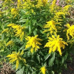 Solidago hybrida Golden Dwarf Nawłoć-Rośliny od Ogrodnika Szkółka Barcikowscy