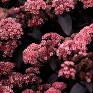 Sedum hybridum Black Knight Rozchodnik mieszańcowy- Rośliny od Ogrodnika Szkółka Barcikowscy