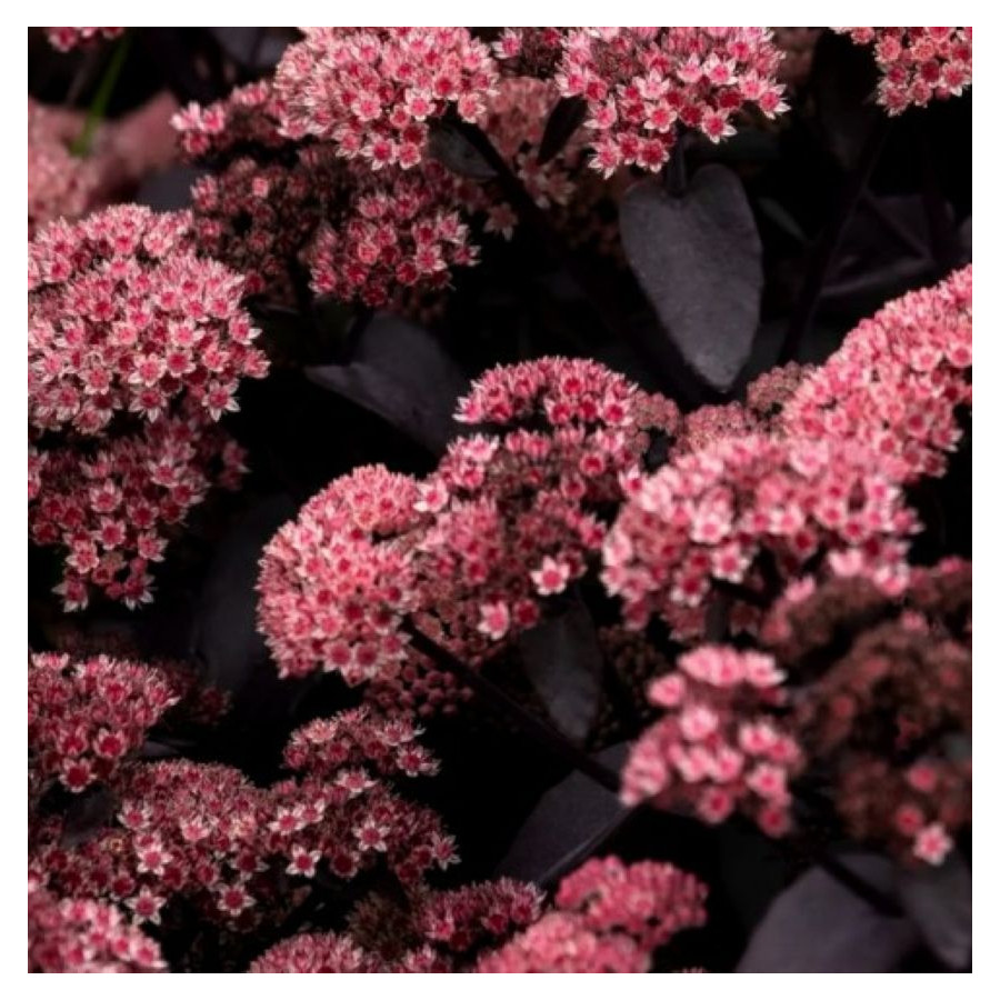 Sedum hybridum Black Knight Rozchodnik mieszańcowy- Rośliny od Ogrodnika Szkółka Barcikowscy