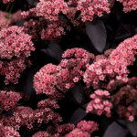 Sedum hybridum Black Knight Rozchodnik mieszańcowy- Rośliny od Ogrodnika Szkółka Barcikowscy