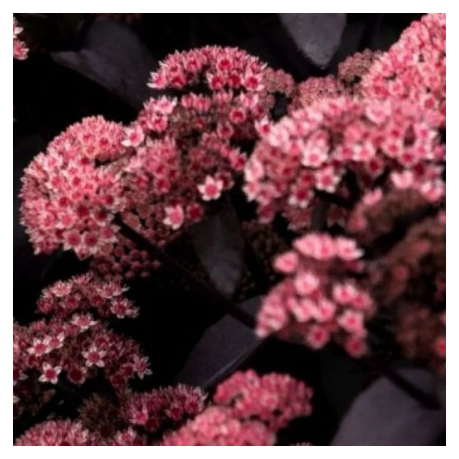 Sedum hybridum Black Knight Rozchodnik mieszańcowy- Rośliny od Ogrodnika Szkółka Barcikowscy