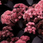 Sedum hybridum Black Knight Rozchodnik mieszańcowy- Rośliny od Ogrodnika Szkółka Barcikowscy