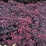 Sedum hybridum Black Knight Rozchodnik mieszańcowy- Rośliny od Ogrodnika Szkółka Barcikowscy
