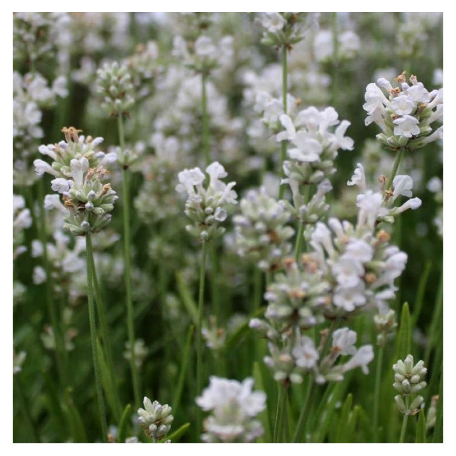 Lavandula angustifolia Arctic Snow Lawenda wąskolistna- Rośliny od Ogrodnika Szkółka Barcikowscy