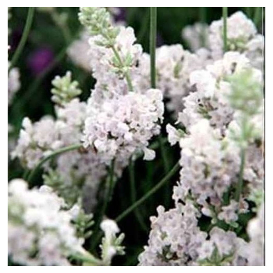 Lavandula angustifolia Arctic Snow Lawenda wąskolistna- Rośliny od Ogrodnika Szkółka Barcikowscy