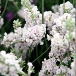 Lavandula angustifolia Arctic Snow Lawenda wąskolistna- Rośliny od Ogrodnika Szkółka Barcikowscy