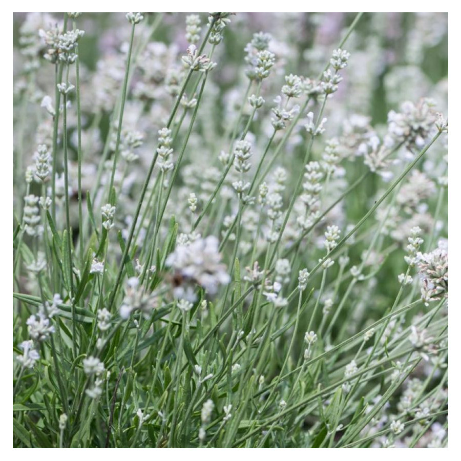 Lavandula angustifolia Arctic Snow Lawenda wąskolistna- Rośliny od Ogrodnika Szkółka Barcikowscy