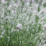 Lavandula angustifolia Arctic Snow Lawenda wąskolistna- Rośliny od Ogrodnika Szkółka Barcikowscy