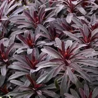 Euphorbia amygdaloides Miners Merlot Wilczomlecz- Rośliny od Ogrodnika Szkółka Barcikowscy