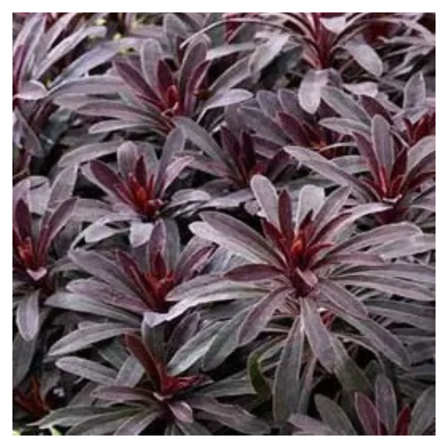 Euphorbia amygdaloides Miners Merlot Wilczomlecz- Rośliny od Ogrodnika Szkółka Barcikowscy