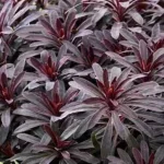 Euphorbia amygdaloides Miners Merlot Wilczomlecz- Rośliny od Ogrodnika Szkółka Barcikowscy