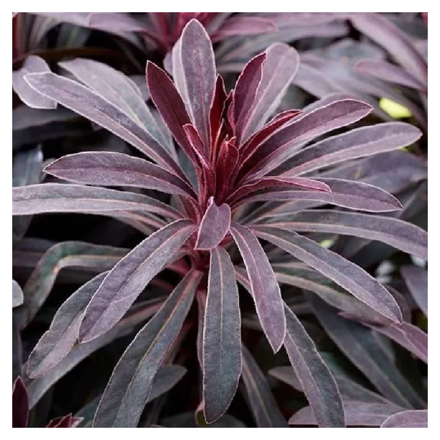 Euphorbia amygdaloides Miners Merlot Wilczomlecz- Rośliny od Ogrodnika Szkółka Barcikowscy