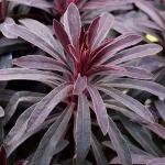 Euphorbia amygdaloides Miners Merlot Wilczomlecz- Rośliny od Ogrodnika Szkółka Barcikowscy