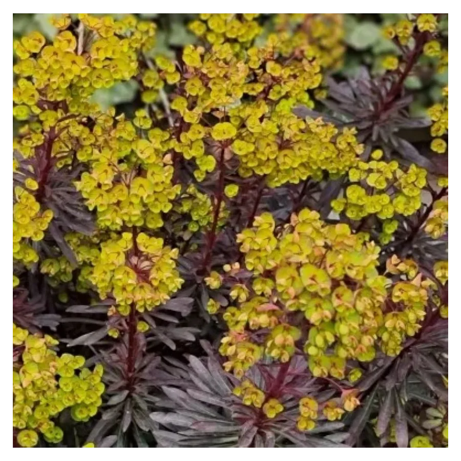 Euphorbia amygdaloides Miners Merlot Wilczomlecz- Rośliny od Ogrodnika Szkółka Barcikowscy