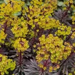 Euphorbia amygdaloides Miners Merlot Wilczomlecz- Rośliny od Ogrodnika Szkółka Barcikowscy