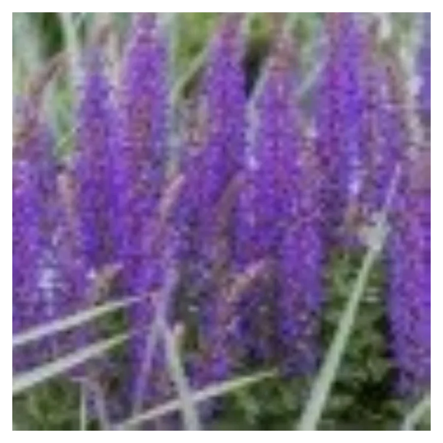 Salvia nemorosa Rianne Purple  Szałwia-Rośliny od Ogrodnika Szkółka Barcikowscy