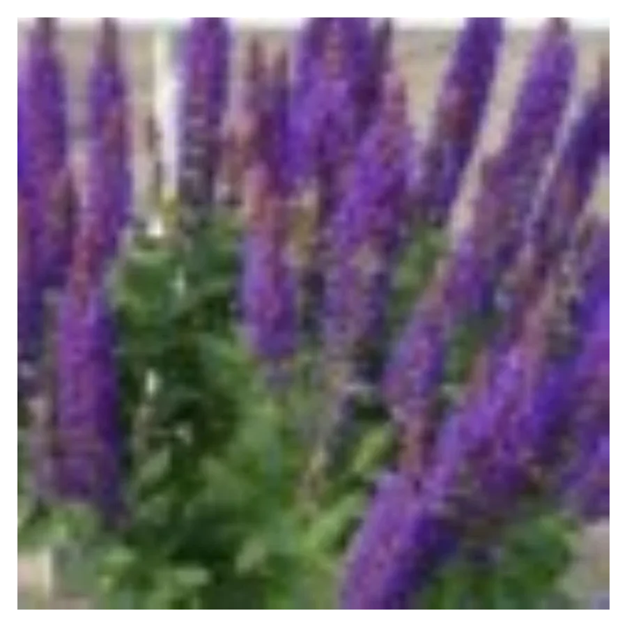 Salvia nemorosa Rianne Purple  Szałwia-Rośliny od Ogrodnika Szkółka Barcikowscy