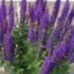 Salvia nemorosa Rianne Purple  Szałwia-Rośliny od Ogrodnika Szkółka Barcikowscy