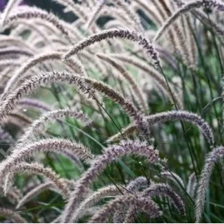 Pennisetum orientale Fairy Tails Rozplenica Wschodnia - Rośliny od Ogrodnika Szkółka Barcikowscy
