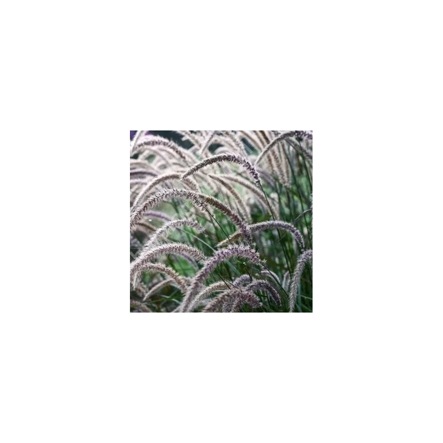 Pennisetum orientale Fairy Tails Rozplenica Wschodnia - Rośliny od Ogrodnika Szkółka Barcikowscy