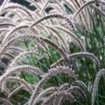 Pennisetum orientale Fairy Tails Rozplenica Wschodnia - Rośliny od Ogrodnika Szkółka Barcikowscy