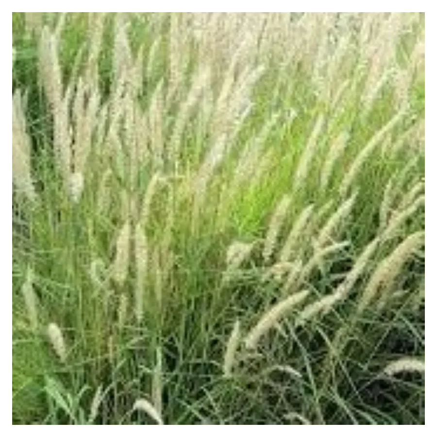 Pennisetum orientale Fairy Tails Rozplenica Wschodnia - Rośliny od Ogrodnika Szkółka Barcikowscy