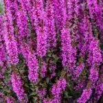 Lythrum hybrida Luminara Lilac Krwawnica-Rośliny od Ogrodnika Szkółka Barcikowscy
