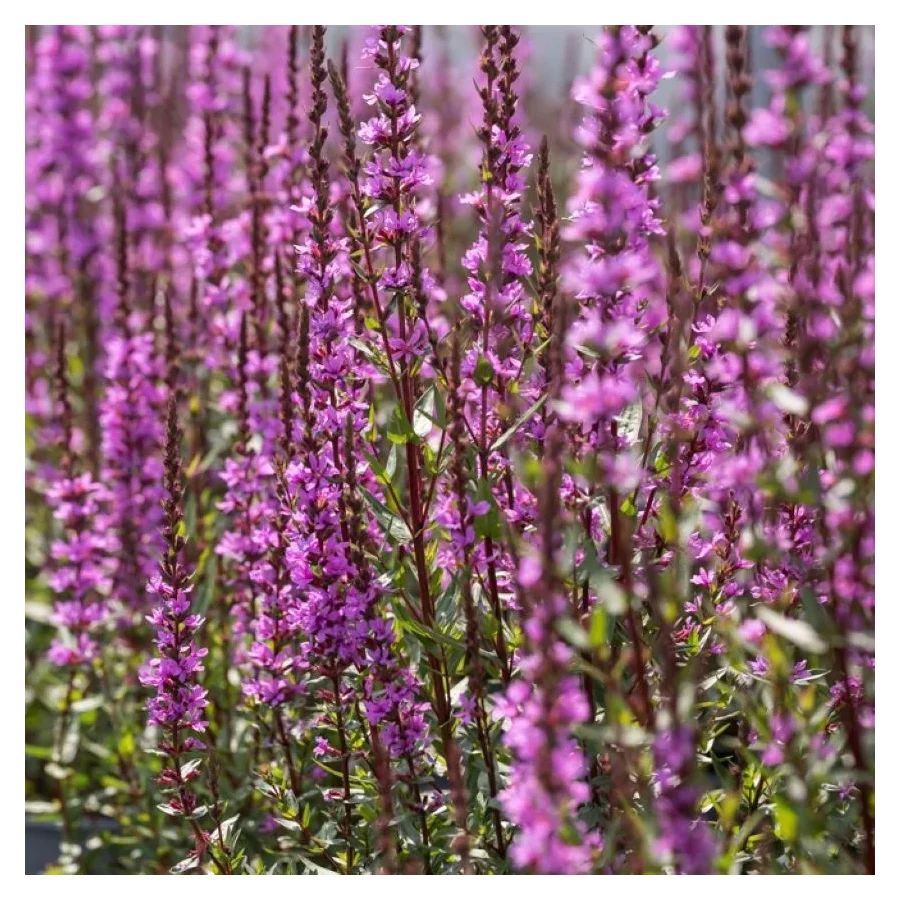 Lythrum hybrida Luminara Lilac Krwawnica-Rośliny od Ogrodnika Szkółka Barcikowscy