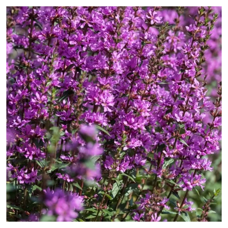 Lythrum hybrida Luminara Lilac Krwawnica-Rośliny od Ogrodnika Szkółka Barcikowscy