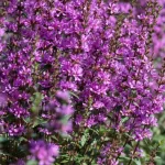 Lythrum hybrida Luminara Lilac Krwawnica-Rośliny od Ogrodnika Szkółka Barcikowscy