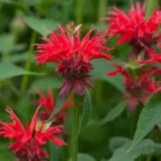 Monarda hybrida Gardenview Scarlet Pysznogłówka-Rośliny od Ogrodnika Szkółka Barcikowscy
