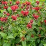 Monarda hybrida Gardenview Scarlet Pysznogłówka-Rośliny od Ogrodnika Szkółka Barcikowscy