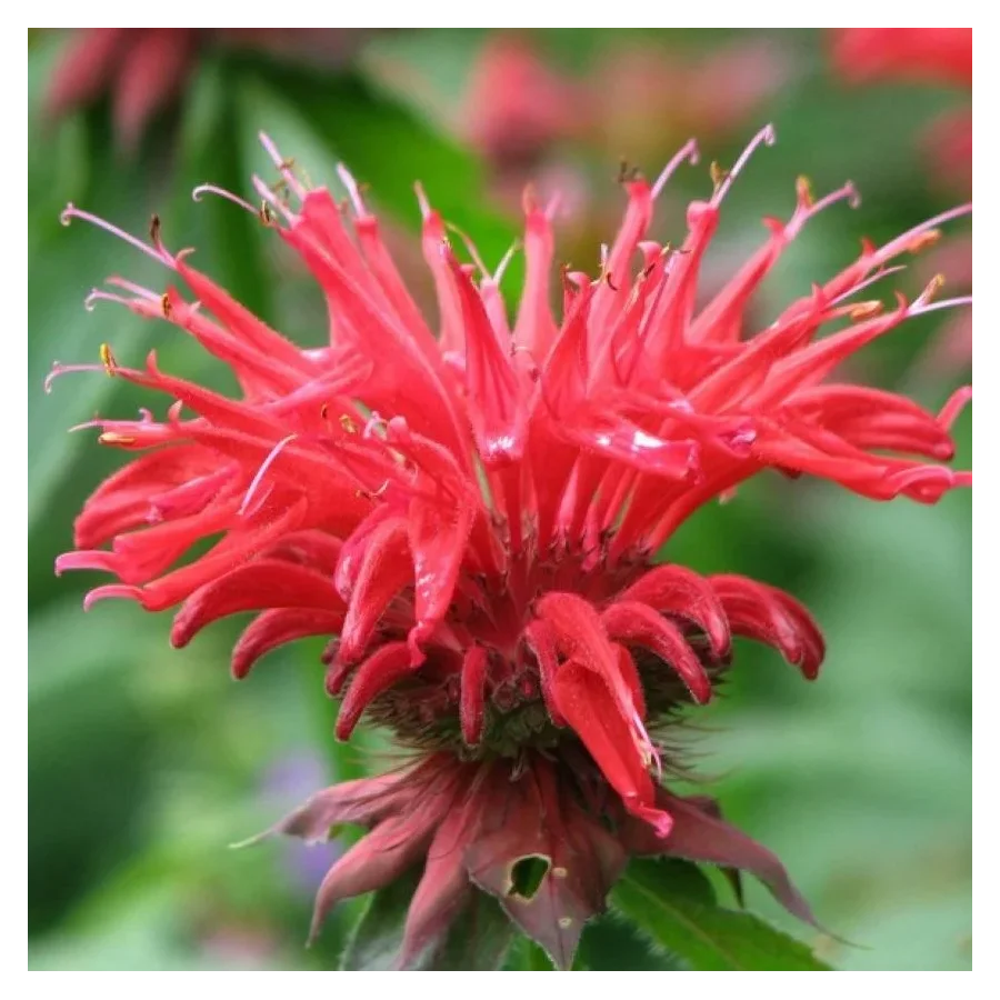 Monarda hybrida Gardenview Scarlet Pysznogłówka-Rośliny od Ogrodnika Szkółka Barcikowscy