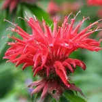 Monarda hybrida Gardenview Scarlet Pysznogłówka-Rośliny od Ogrodnika Szkółka Barcikowscy