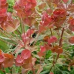 Euphorbia characias Galaxy Glow  Wilczomlecz Błękitnawy-Rośliny od Ogrodnika Szkółka Barcikowscy