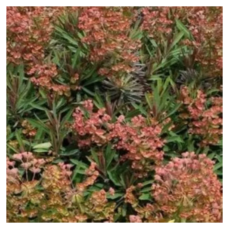 Euphorbia characias Galaxy Glow  Wilczomlecz Błękitnawy-Rośliny od Ogrodnika Szkółka Barcikowscy