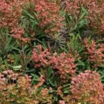 Euphorbia characias Galaxy Glow  Wilczomlecz Błękitnawy-Rośliny od Ogrodnika Szkółka Barcikowscy